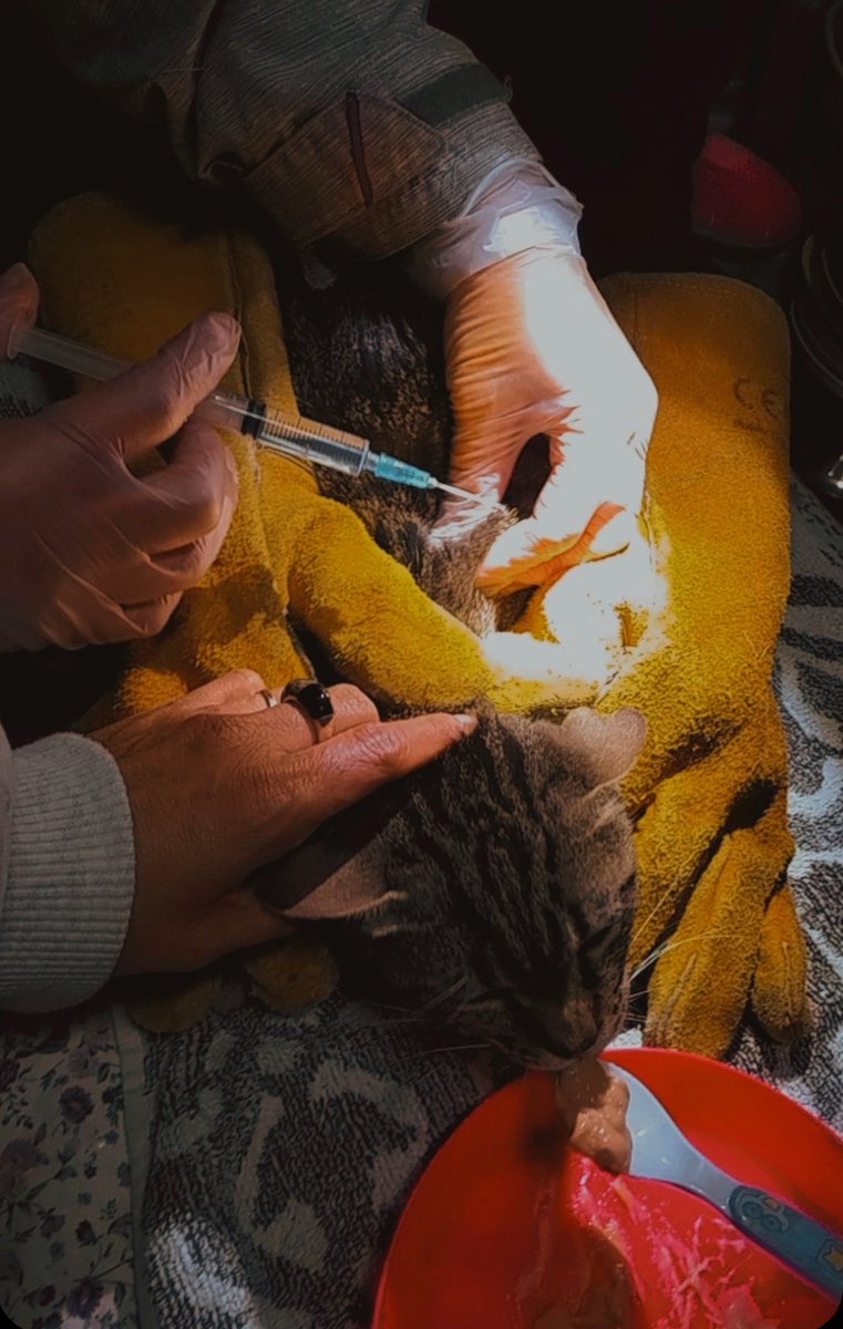 La labor de voluntariado no es  solo dar de comer y mantener limpio su espacio, también es curar y dar mimitos 😻😻
#pifwarriors #pif #elsolaedelsgats #voluntariado