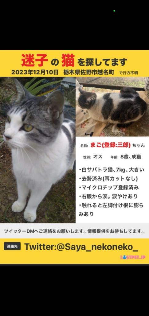 7551111's tweet photo. @Saya_nekoneko_ ＃拡散希望🐱　まごちゃん
＃栃木県　＃佐野市　＃越名町　＃白サバトラ猫　＃白　＃サバトラ　＃猫　＃迷子猫　＃迷子　＃情報求む https://t.co/PV4bQBWJIA しっぽは長くグレーの縞模様　去勢済み　マイクロチップあり　右目から涙、涙やけあり、触れると左脚付け根に膨らみあり、繋がりますように https://t.co/B5LcMF2cWT