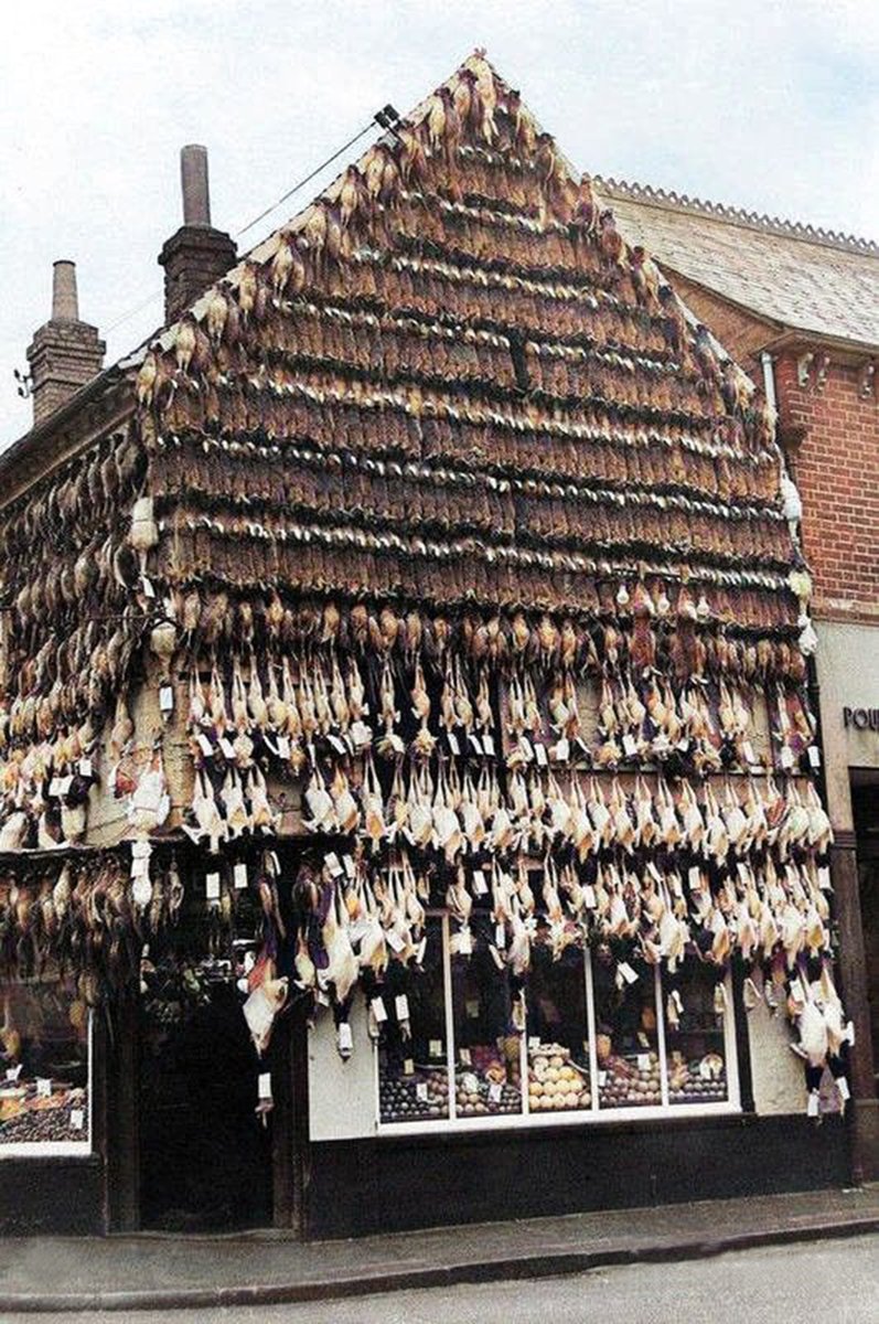 englandincolour's tweet image. The butchers before refrigeration. Turkeys, rabbit and geese were hung outside in the cold months of the year. #butchers #colourised #turkeys