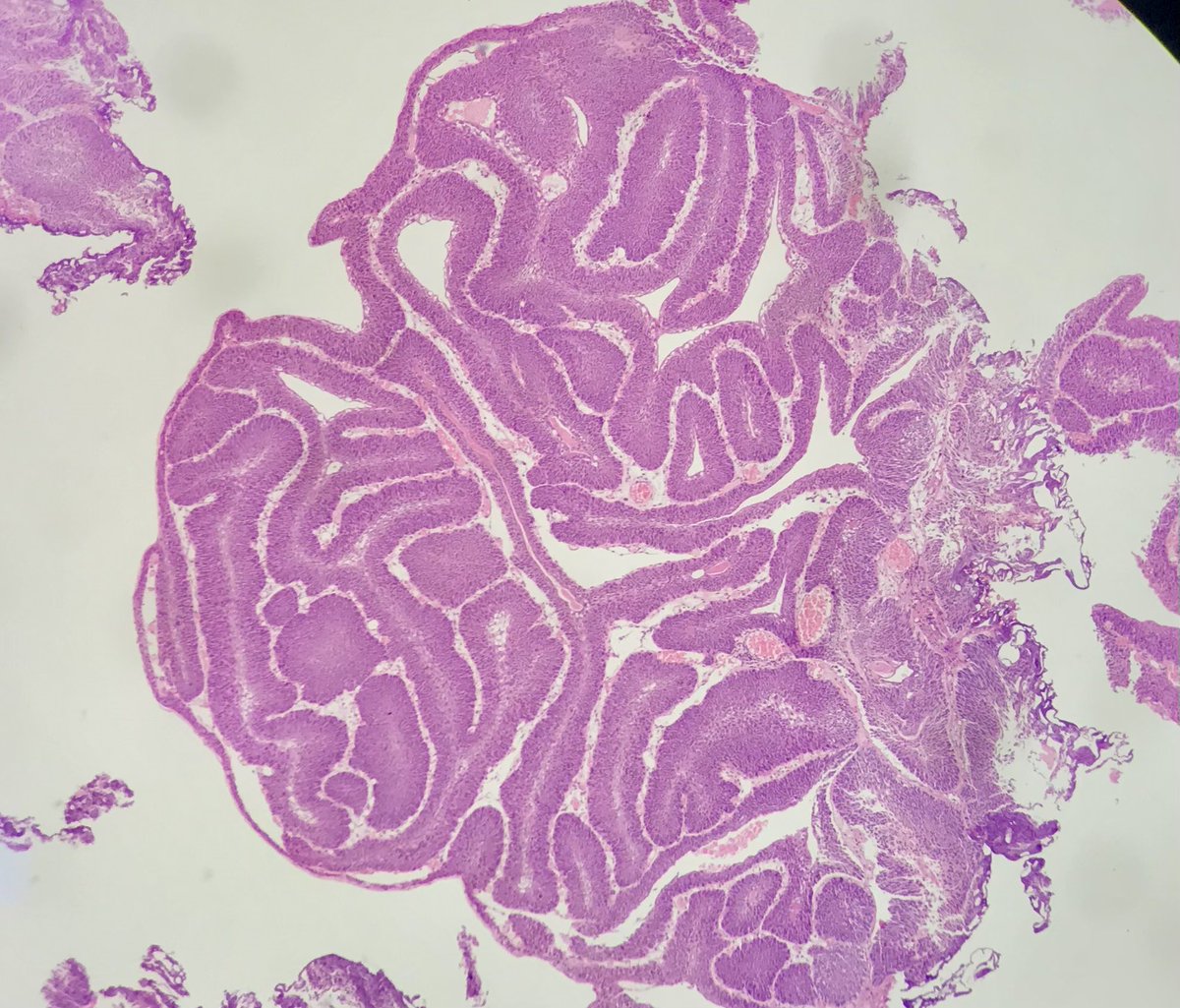 Mahabub Alam tweet media