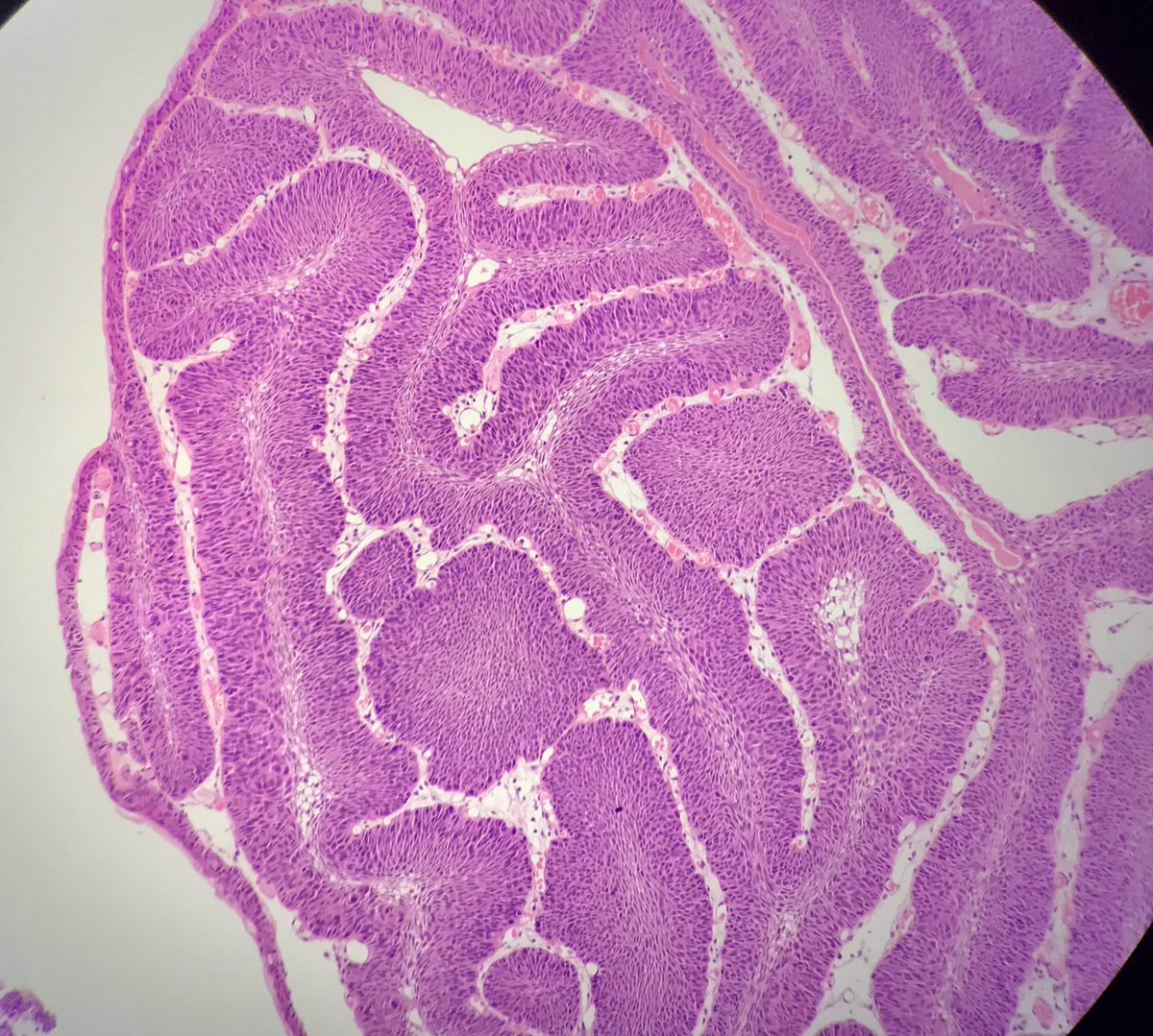 Mahabub Alam tweet media