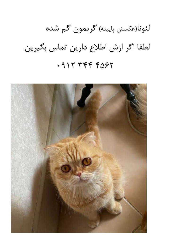 petlandco's tweet photo. دوستان این بچه در محدوده نیاوران خ اثار دو روزه گم شده حال خانوادش خیلییی خرابه میدونم تیری در تاریکیه ولی لطفا ریت کنید شاید پیدا شد 🙏☹️ https://t.co/gwGWxXcVsk