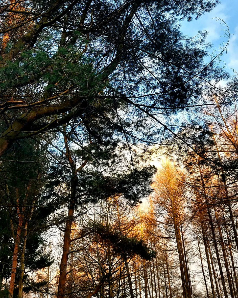 AmyBeePhD's tweet photo. @Naturalcalendar My pictures that I have taken recently! 🌲🌿💚 https://t.co/ZBdSZk3ead