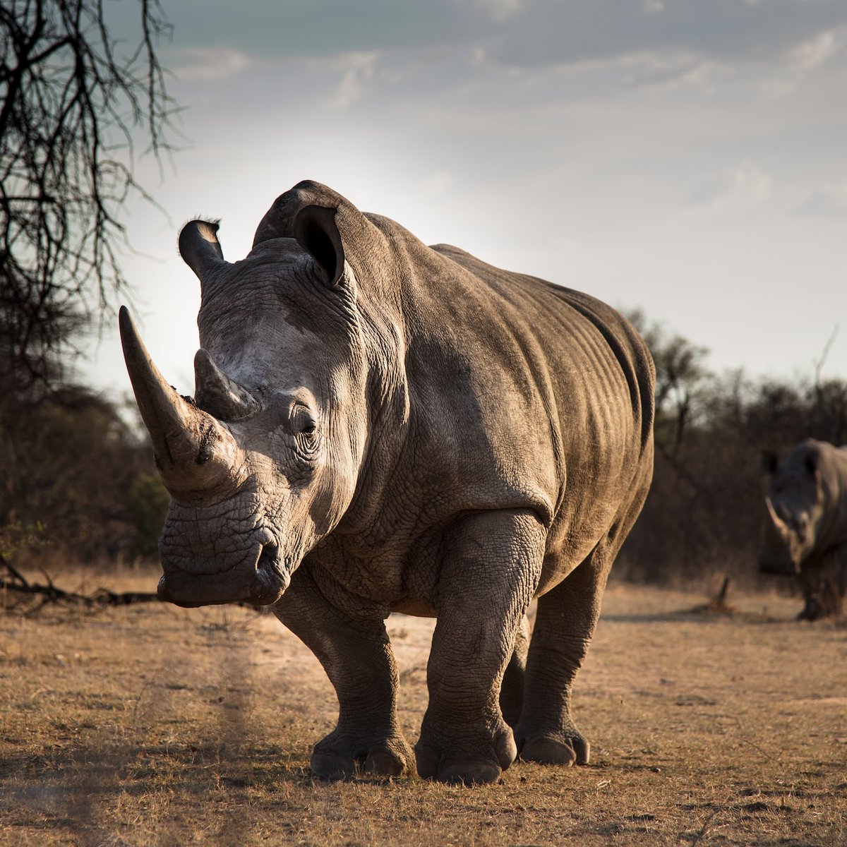 🦏✨ Unveil the magic of Masai Mara National Reserve with rhinos gracefully roaming! 🌿🌅 Join us in closing the year with extraordinary moments at gorillasafariconsultants.com 🌍🔍 #MasaiMaraMagic #YearEndAdventure 📸🎉