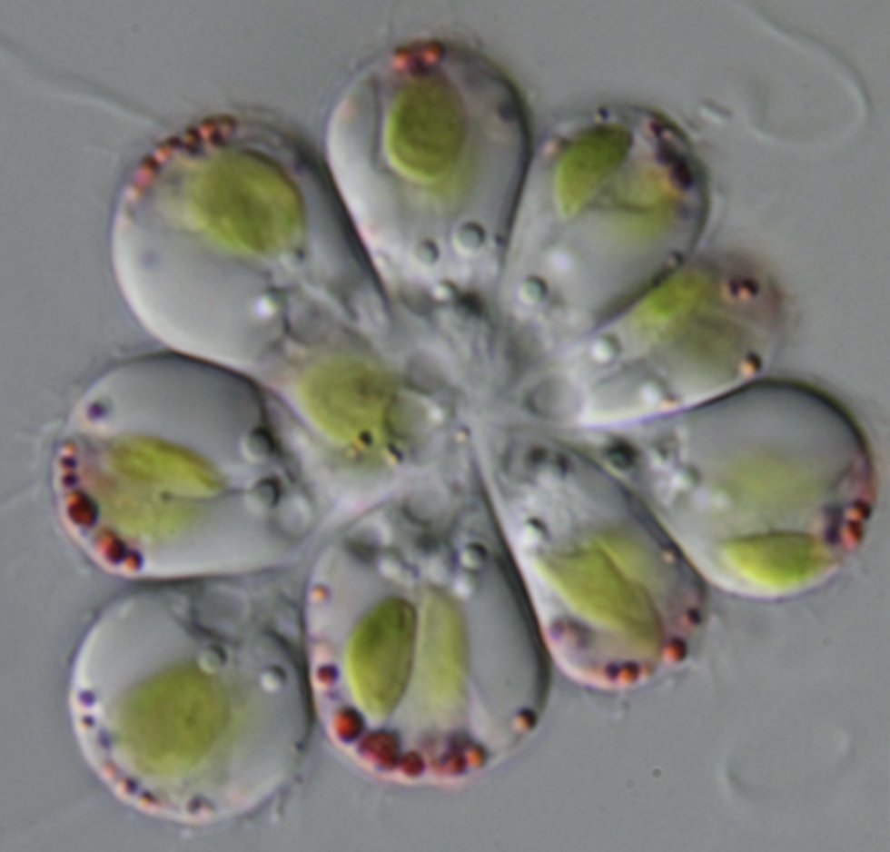 From termite symbionts with rotating heads to amoeboid cactus-dwellers, from cannibalistic ex-algae to ciliates thriving in saturated brine... New #Protists Described in 2023 isep-protists.com/post/new-proti… via @ISEPprotists