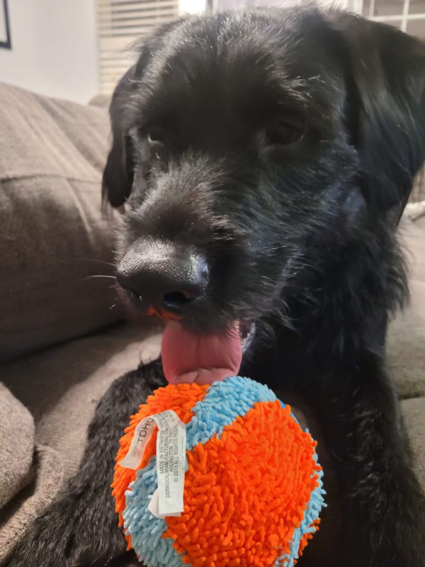BluIvyGroup's tweet image. How do you spend your holiday break away from work?  For Andrea, it's spending time creating memories with family.  Meeting furry cousins, playing crazy games, and even getting her first taste of homemade "breakfast" from her son.  

#HolidayBreak #BluIvy #TimeToRecharge