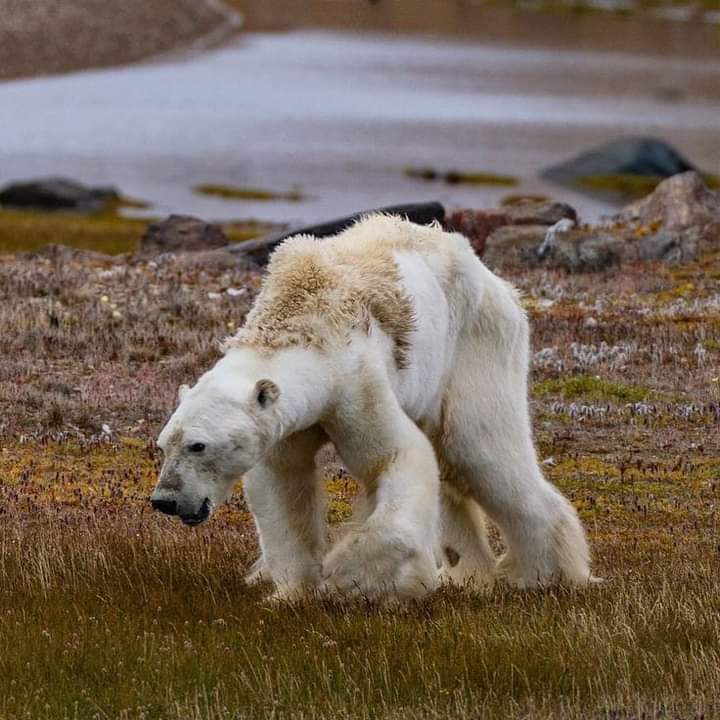 AdeaClaude's tweet photo. "Tant que les hommes ne verront pas les ours blancs pleurer, les rhinocéros gémir, les hirondelles se lamenter, les abeilles appeler au secours, les séquoias implorer le ciel, ils resteront insensibles à l'extinction massive des espèces animales et végétales".

(Bernard Pivot) https://t.co/F7R5IGff24
