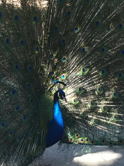 Los Angeles County Arboretum and Botanical Garden, in 2017 #peacock https://t.co/pRPN95em4A<a href="/tag/peacock"class="tags"><span>#peacock</span></a>