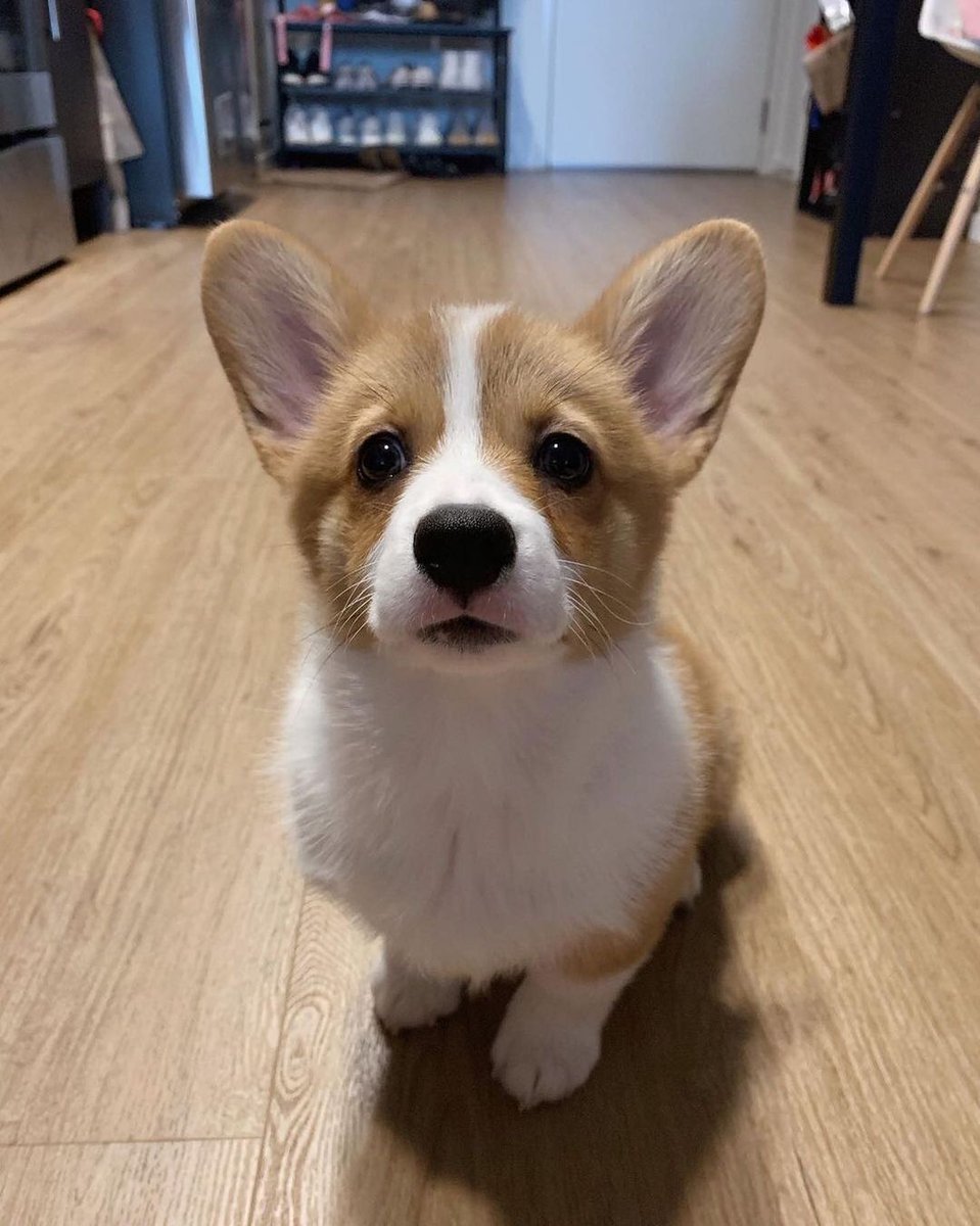 Corgiloverclub_'s tweet photo. what does mini taro want? 👀 https://t.co/NmZW1wgHQA