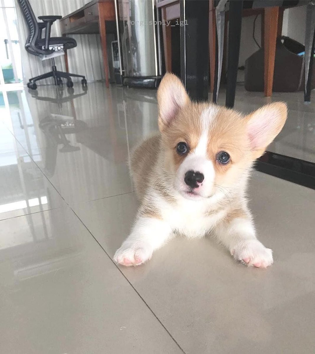 Corgiloverclub_'s tweet photo. Cuties 😍😍 .. https://t.co/hZbac7vG9m