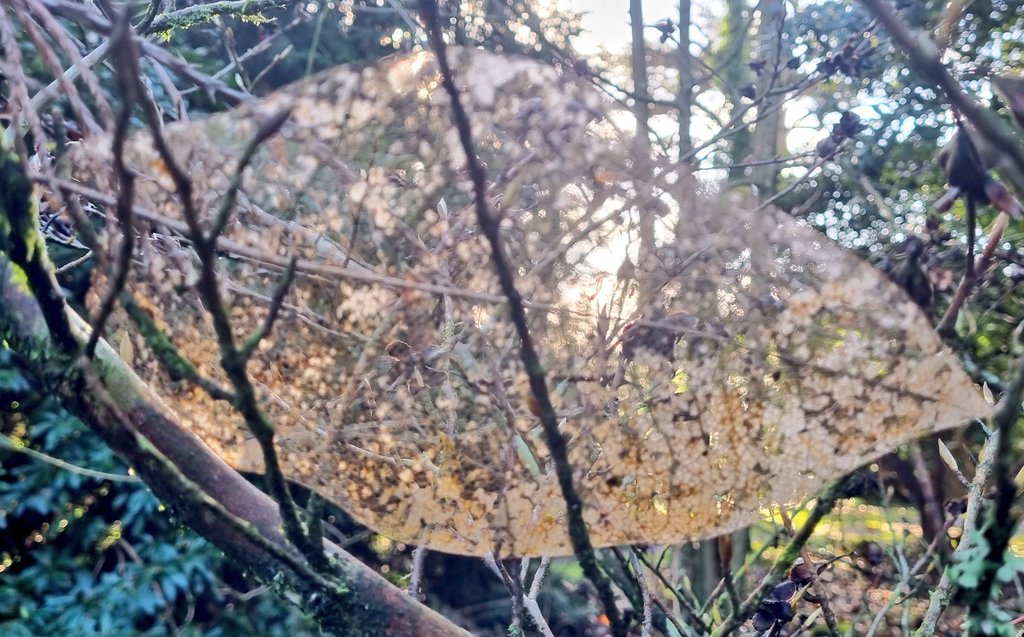Ozymandiasdust's tweet photo. Fallen leaf cobweb... #Escot https://t.co/R1bhDCMow4