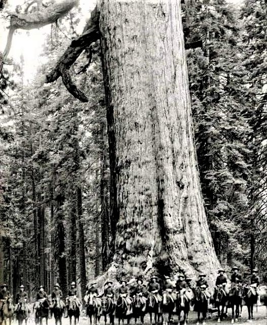 Night Thoughts Our time here on earth is the blink of an eye compared to such giants. None of us was alive when this photo was taken. US cavalry soldiers pose in front of a tree that became known as the 'Grizzly Giant' in 1900. The tree is still standing.💚🌿🌱☘️🌲🌳🍀💚