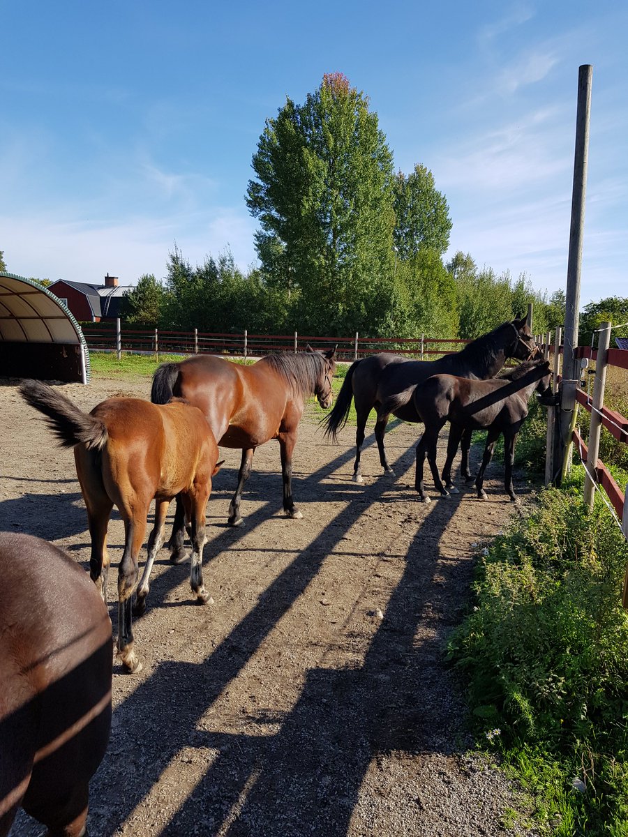 MElserth's tweet photo. Så nöjd med våra uppfödningar i år! Över 1miljon inkört på Timotej hästarna!  Så nu slutar vi med ålderns rätt! Men än är det många Timotejare som springer! https://t.co/orkABX9Gqs