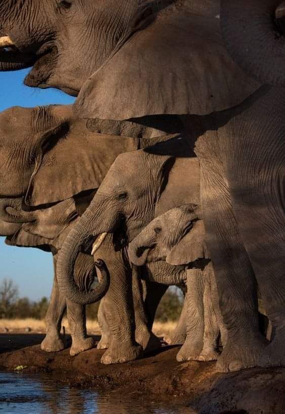 Beautiful Elephant Group❤️❤️🐘🐘

#เบียร์เดอะวอยซ์
#cloutmma3
#Bitcoin
#NaynayFM
#AVFC
#wildlife #nature #documentary #filmmaking #srilankawildlife #wildsrilanka #leopard #elephant #srilankanleopard #srilankadaily #srilankatoday #lka