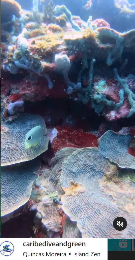 Monitoreamos Salud de #ArrecifesCoralinos con #CienciaCiudadana y #CienciaTransdisciplinaria los indicadores de manejo de #Arrecifes
Nominanos a los #HopeSpot <a href="/MissionBlue/">Mission Blue</a> Del #Caribe #Colombia Para ser incluidos <a href="/ParquesColombia/">Parques Nacionales Naturales de Colombia</a> y Reservas de la Biosfera de la <a href="/UNESCO_MAB/">UNESCO Biodiversity</a>