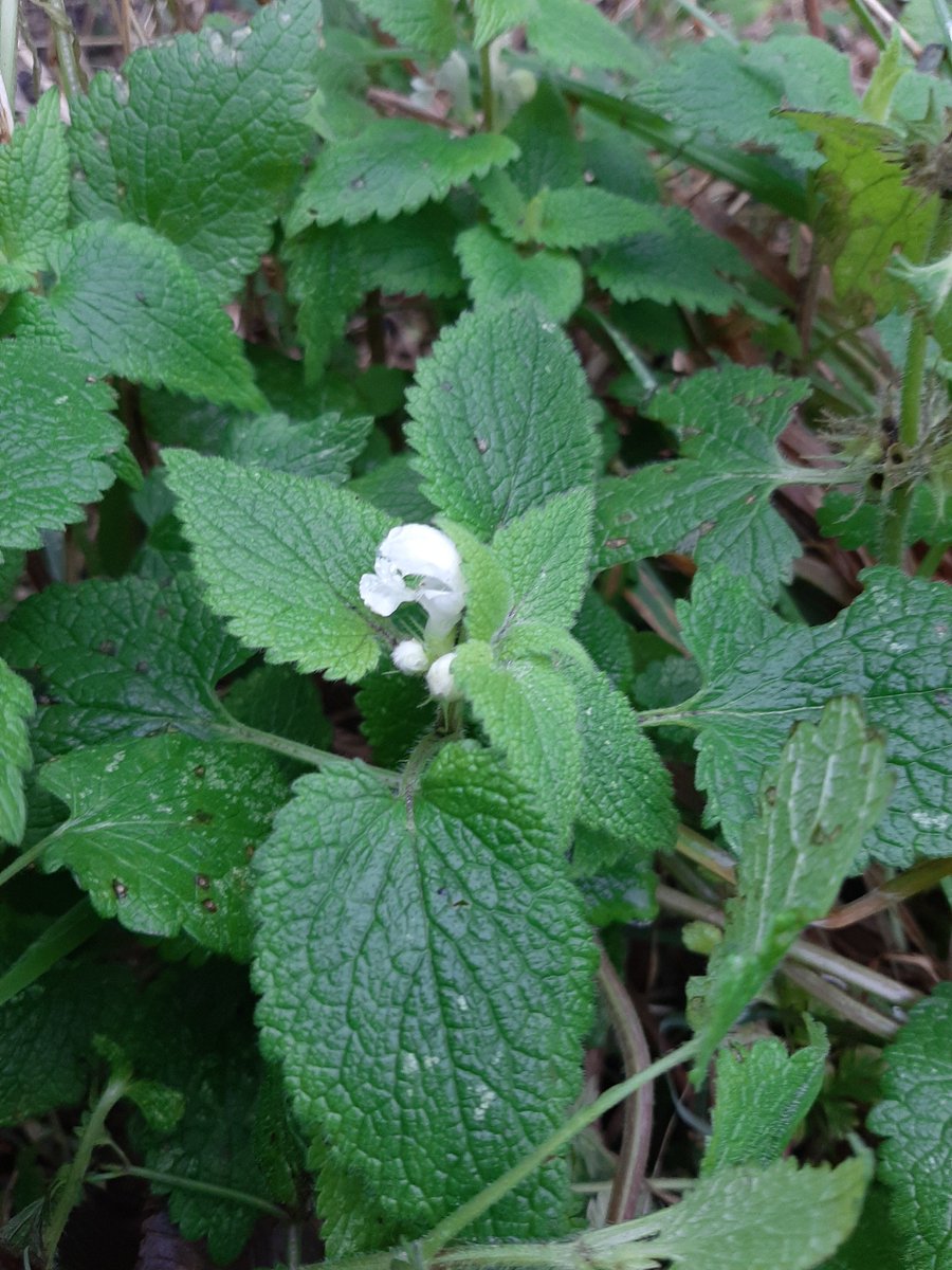 samueljfisher's tweet photo. Just a couple of species spotted in  flower on this morning's walk around Holywell, Northumberland. White dead-nettle and Gorse (of course). #NewYearPlantHunt @BSBIbotany https://t.co/B6jr60bMUY