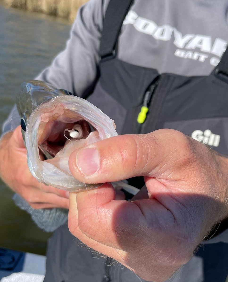 CrappieNow's tweet photo. Chad Warner kept his presentation simple on a recent trip to #KerrLake on the #ArkansasRiver with a Mo’ Glo jig head and a #BobbyGarlandCrappieBaits Baby Shad Swim’R in the color pearl white. What color is working for your body of water right now?

https://t.co/WfREQT6lxz https://t.co/ciZwpDPiKY