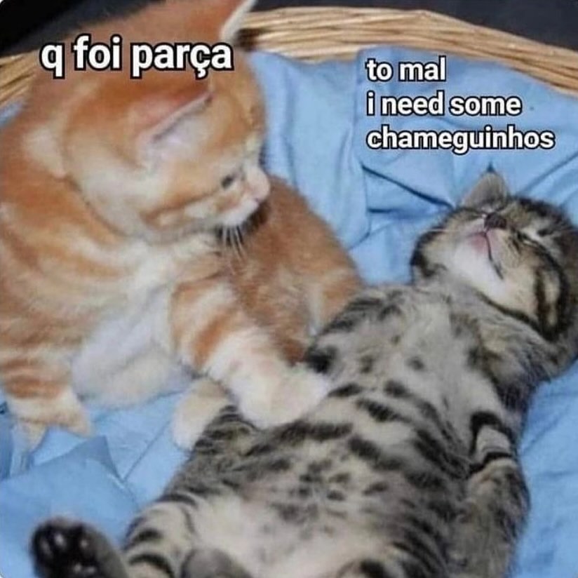 perfil dedicado a gatinhos e peitos (@odeiootaco) on Twitter photo 