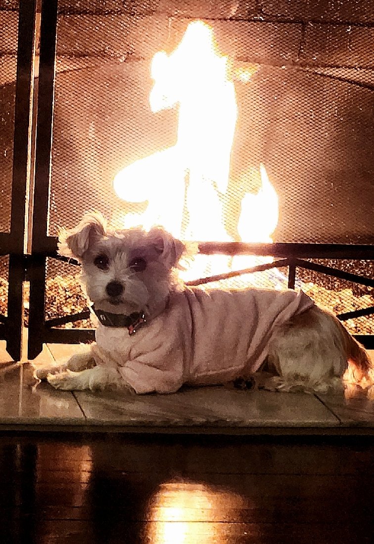 57 Degrees Pre-NYE in #WLA. Suki the #yorkipoo has her winter coat on and place by the fireplace.🔥