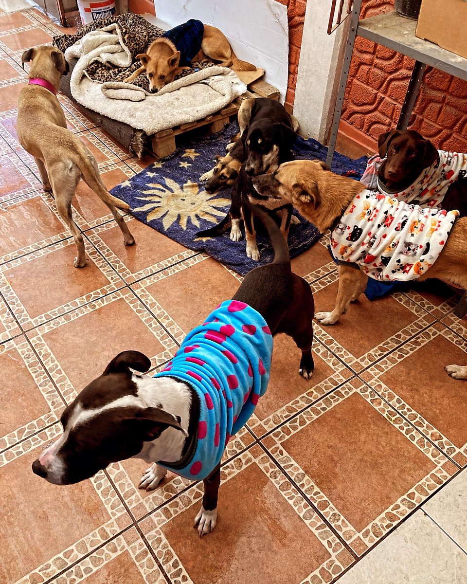 MapacheRex's tweet photo. Este año inicié mi asociación para esterilizar y vacunar perros de la calle en el barrio de Ixtapaluca en el terrible EDOMEX. He recibido ayuda de amigos y usuarios de X e Instagram para esta misión por lo cual, ¡estoy muy agradecido con todos! 

@LosDeIxtapaluca 🐕🐩🐕‍🦺🦮 https://t.co/D5ohRmDEHe