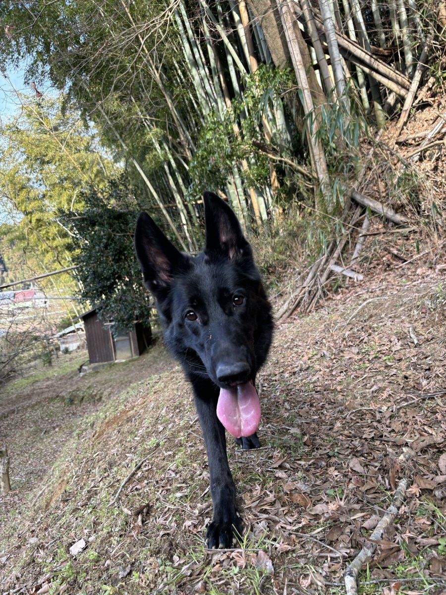 vanbee1230's tweet photo. 年末も実家ランで💨
 #ジャーマンシェパード 
 #展覧会系ブラックシェパード 
 #長毛 
 #germanshepherd 
 #blackshepherd 
 #partner出身 https://t.co/TJzRpWFIls