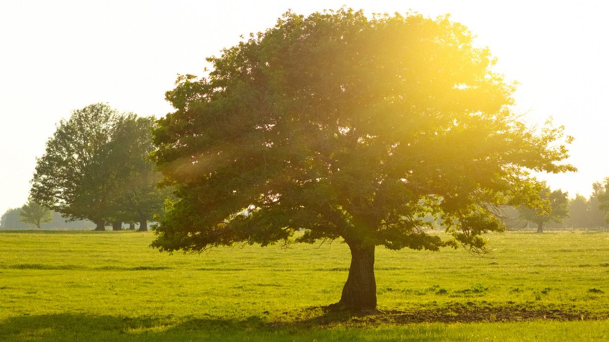 PrestigeCoachin's tweet image. Let’s begin 2024 right and improve our way of living. let’s make it a point to eat well, sleep well, live well. The longevity diet is an easy and simple way to a healthier you. Learn more about it here: tinyurl.com/yc9apua5 #healthier2024 #newyearnewyou #longevity