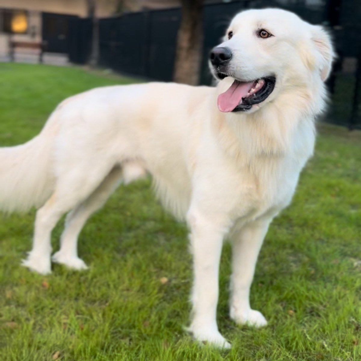 HoustonSPCA's tweet photo. Orion's inspiring journey, from being stuck in a ditch to finding a loving home, showcases the power of compassion and support. Join our #MatchCampaign today to double your impact and help save more animals like Orion. Donate now and be a vital part of our mission! 💙 #DonateNow https://t.co/D3VHR16pHE