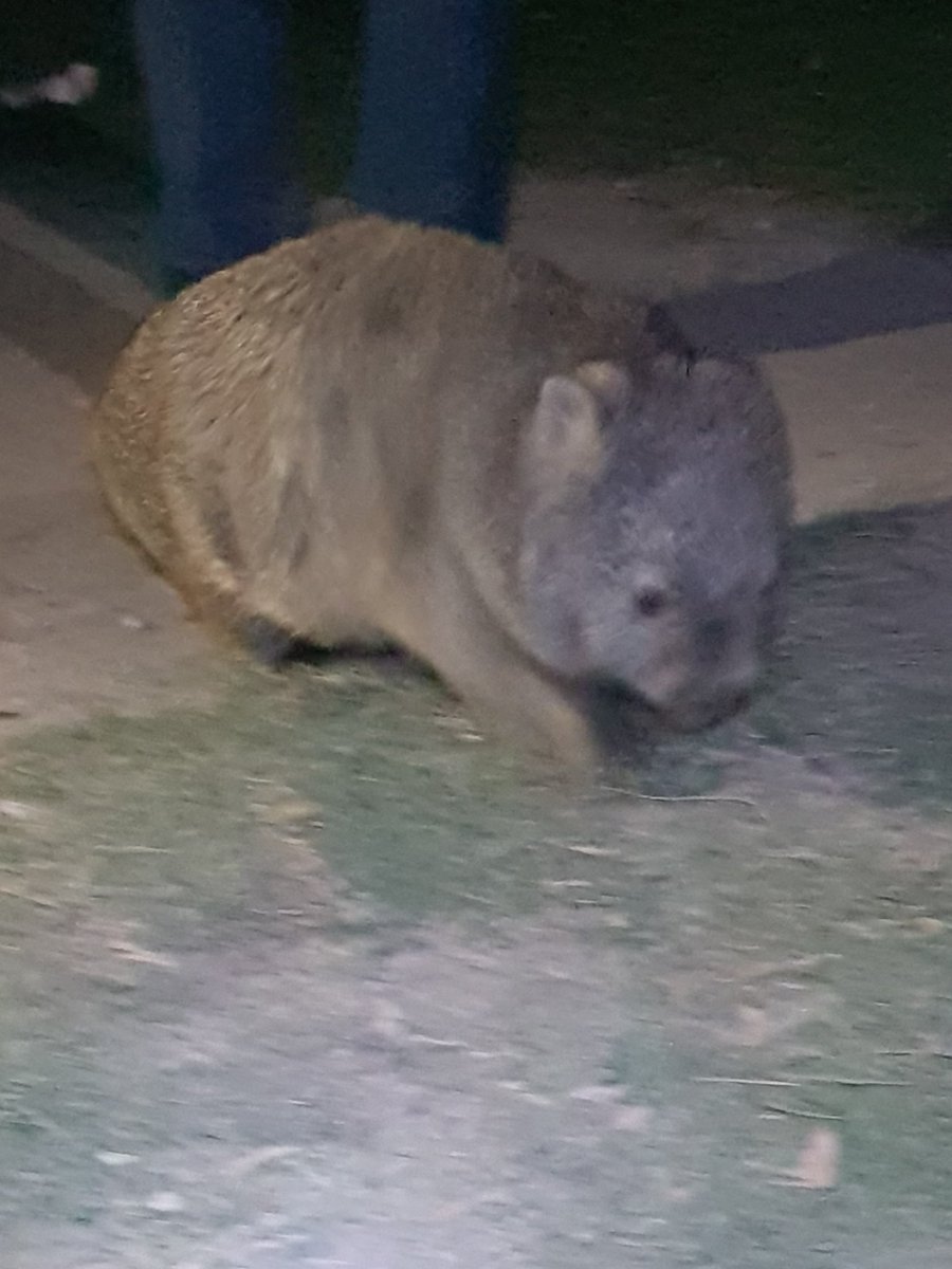 Purple Quoll 👒💜🎩🐨🦘🧬 tweet media