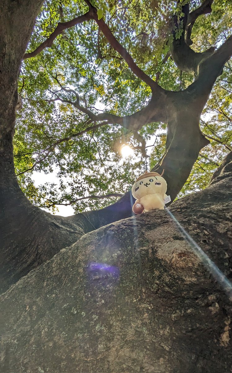 はろん＠ちいかわ＆ナガノ先生🌱5年生🌱 tweet media