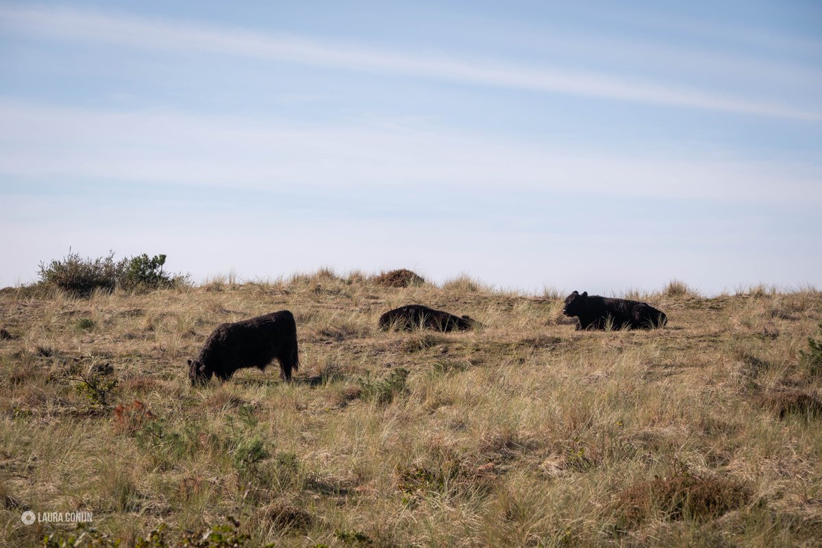 LauraaaConijn's tweet photo. De galloways waren lekker aan het genieten van het zonnetje โ๏ธ #begrazing #SBB #duinen #Terschelling https://t.co/PxQGb2rP0Q