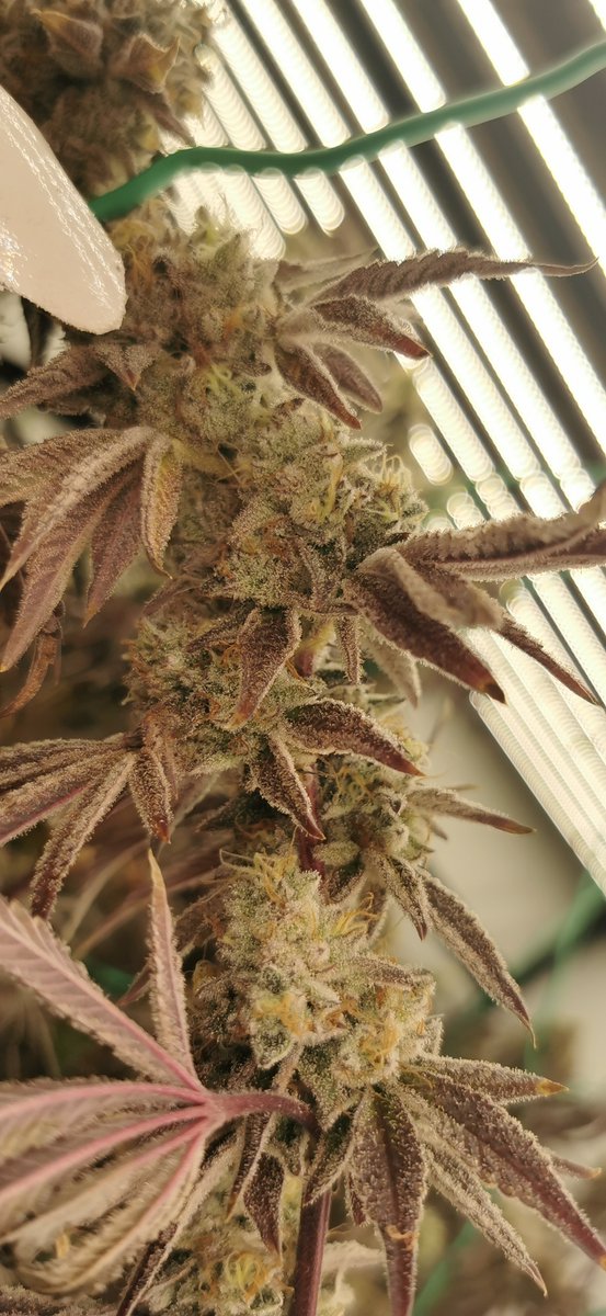 freaksofnaturez's tweet photo. This is the worst grow I've ever done...

That's what I was telling myself, 5 weeks before this photo was taken. 

Never let negative thoughts stop you from pushing yourself.

Go back to the drawing board.
Keep fighting.

If you're reading this, u got this &amp; I believe in you! https://t.co/DDXSjvoe2a
