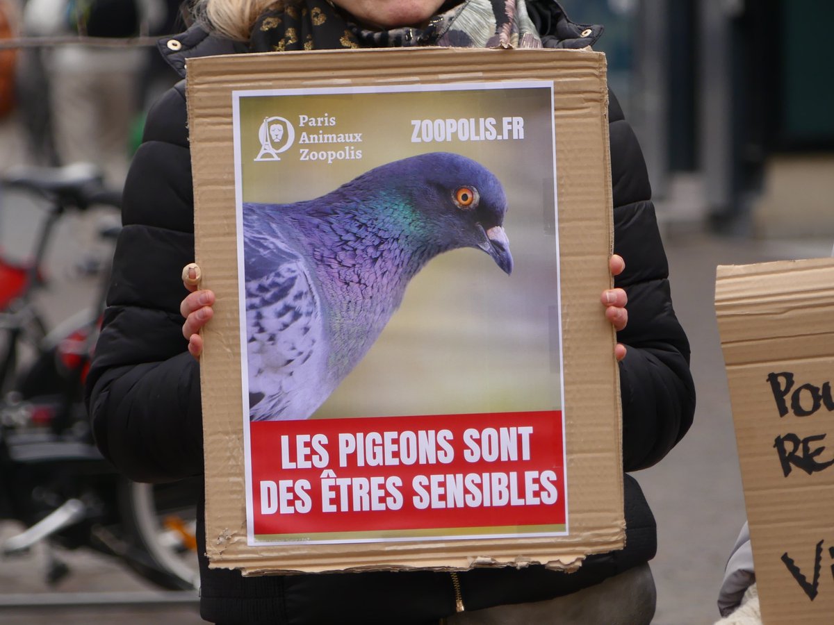 sniprie's tweet image. (soutenue par le @PartiAnimaliste) et qui dénonce le traitement infligé aux #pigeons lillois par la municipalité. En effet la méthode choisie pour réguler la population de ces #oiseaux est la capture de ceux-ci puis leur #gazage par du dioxyde de carbone (CO2) !