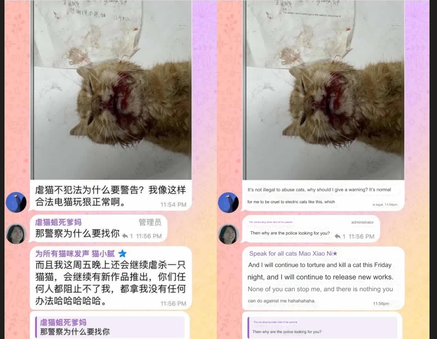 Cat torture occurs daily in #China. #CatAbuser #LeiLi mocks the government, “Cat torture is legal in China”. China needs a law now to arrest and punish cat killers. @ChineseEmbinUS @AmbXieFeng @CGHuangPingNY @CG_ZhangJianmin #cloudflare #animallaw