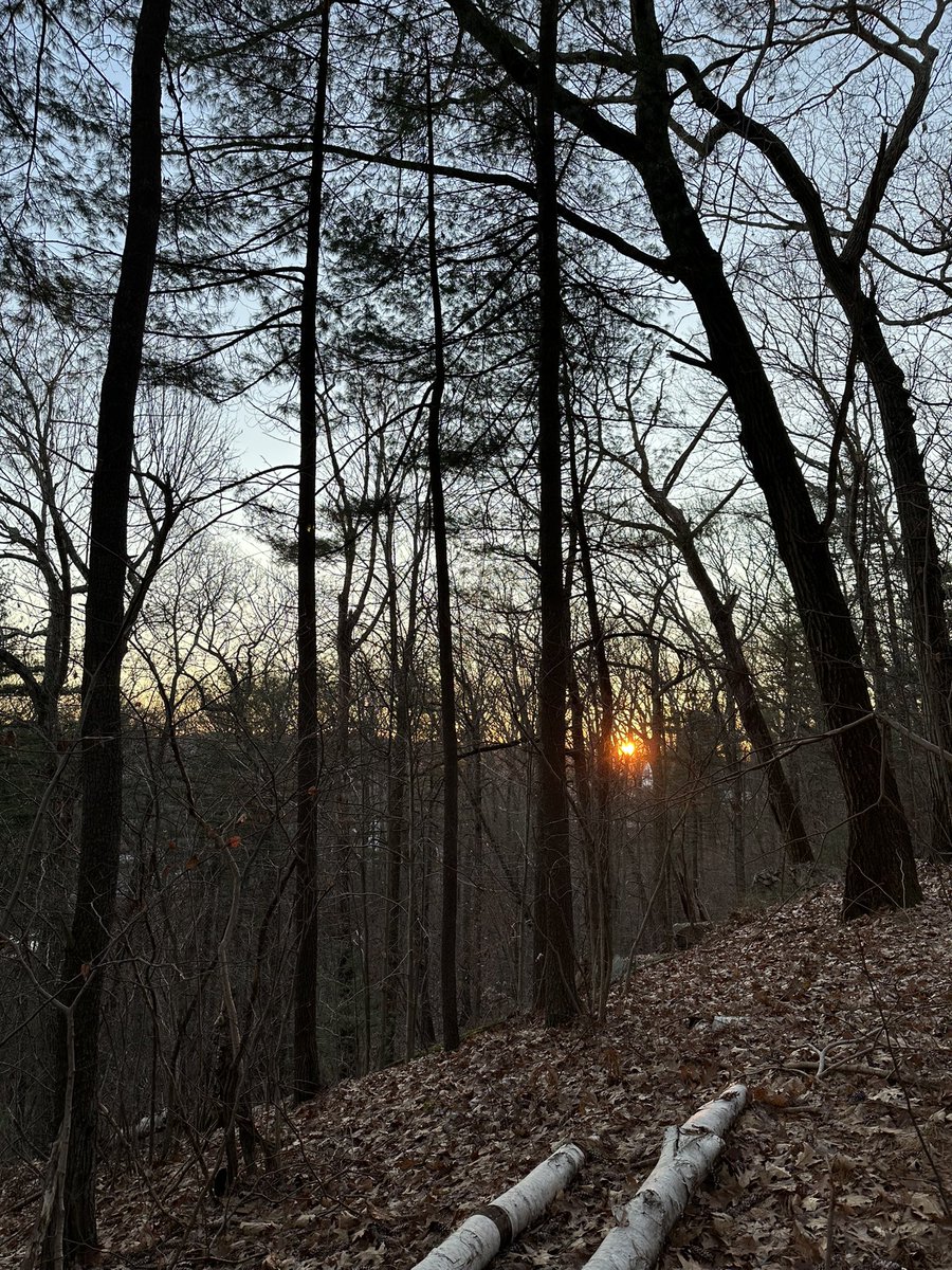 QRT a forest photo. Winter solstice sunrise in the Fells reservation.