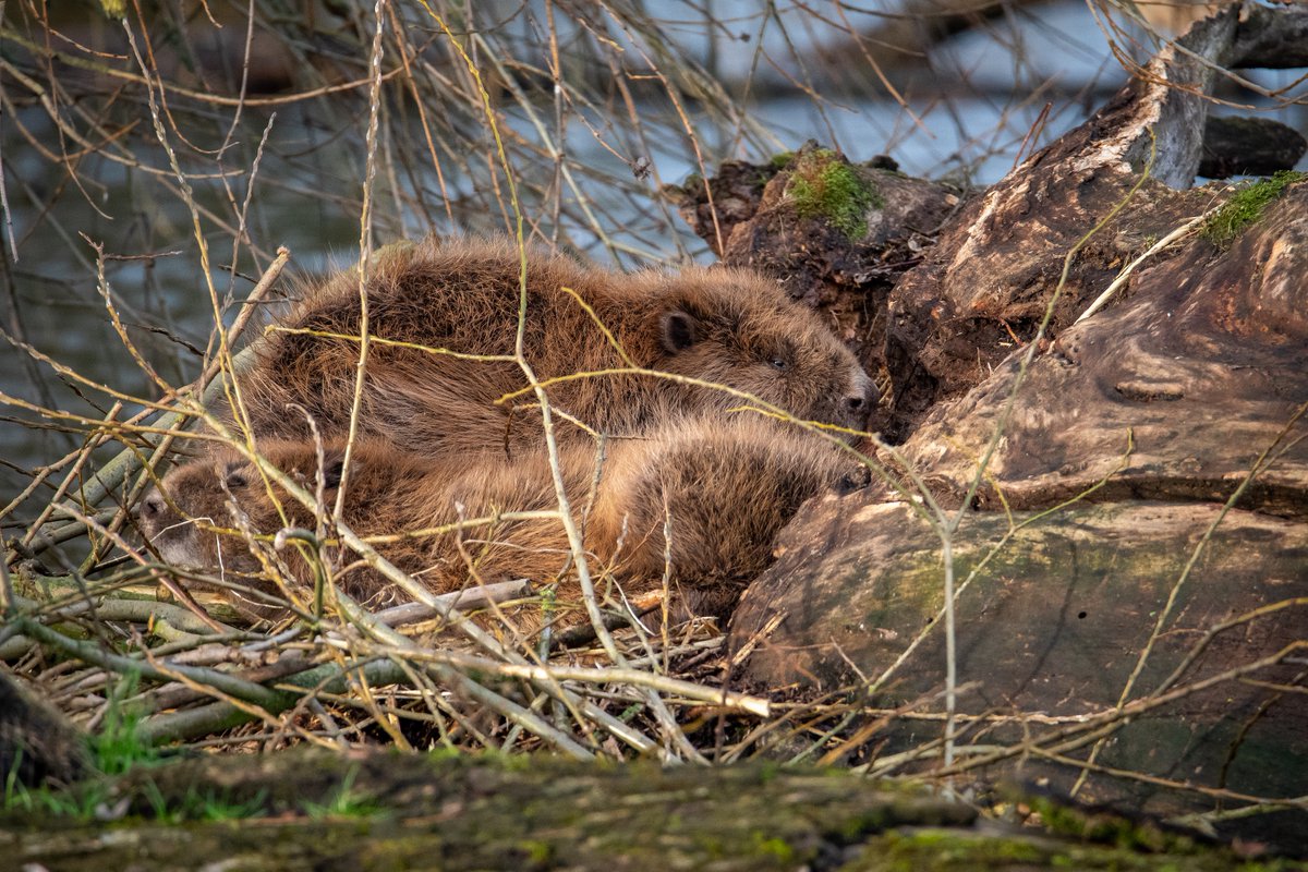 MiriamvGool's tweet photo. Beavers usually sleep in their burrows (aka 'lodges') during most of the day, and are more active at night time. The unusually high water in the Netherlands made the six below nap above ground for a while. A bit of sunshine helped dry their fur. #hoogwater #bevers #Millingerwaard https://t.co/lRXEhcHS4i