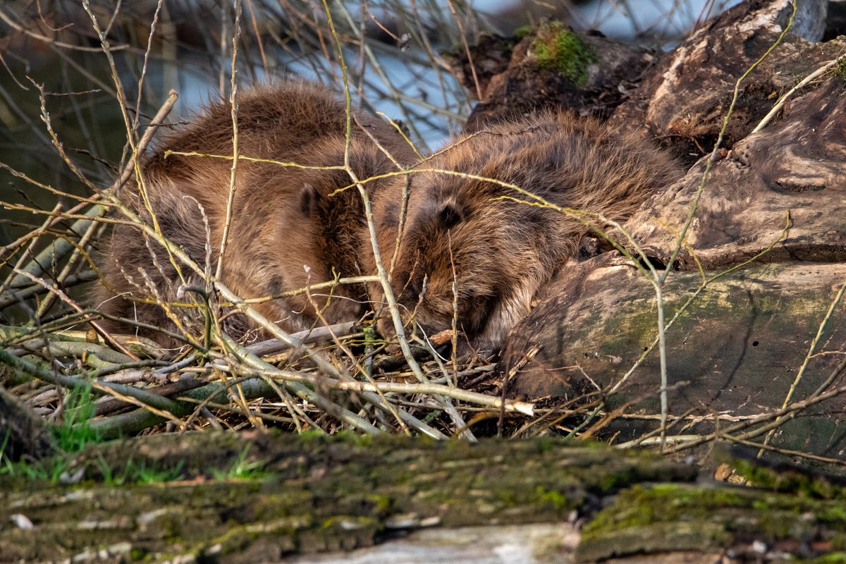 MiriamvGool's tweet photo. Beavers usually sleep in their burrows (aka 'lodges') during most of the day, and are more active at night time. The unusually high water in the Netherlands made the six below nap above ground for a while. A bit of sunshine helped dry their fur. #hoogwater #bevers #Millingerwaard https://t.co/lRXEhcHS4i