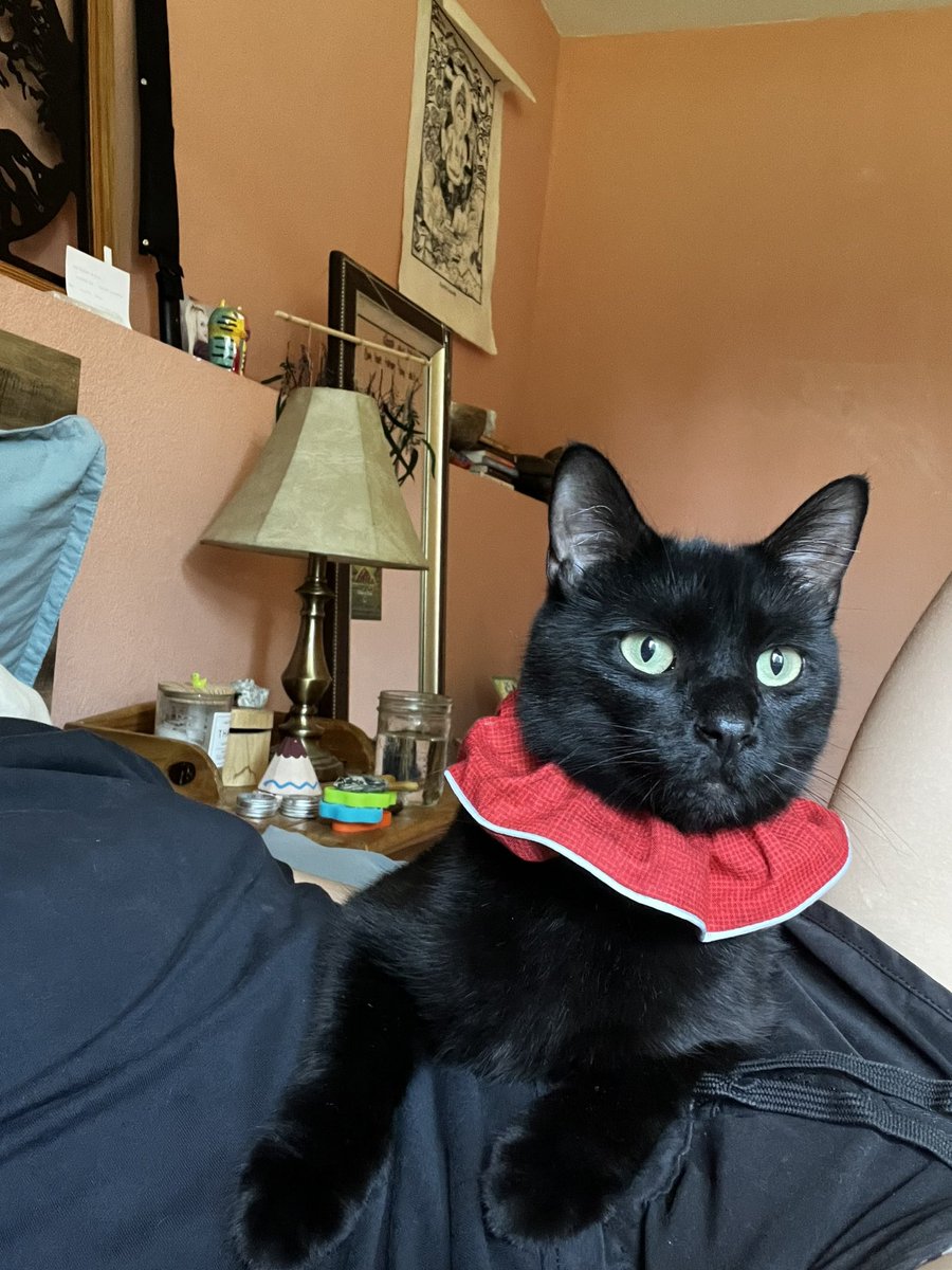 ecstatic_chi's tweet image. My kitty has been missing since Christmas Eve 😢 I’m so hurt