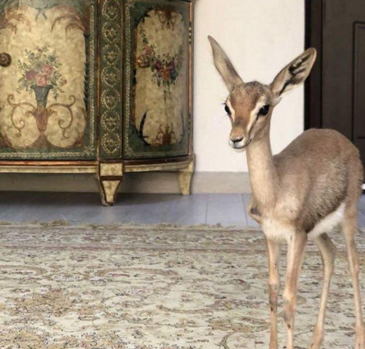 lily g. evans (@doeofthespring) on Twitter photo 