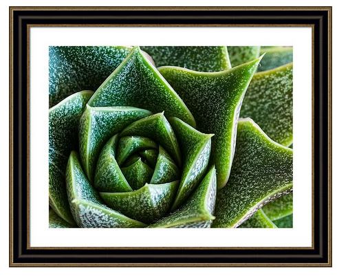 Sandi OReilly @sandioreilly Echeveria Plant Macro. HERE: sandi-oreilly.pixels.com/featured/echev… #Eecheveria #plant #succulant #fast #growing #roseset #shape #strength #slow #growing #low #maintence #AYearForArt #BuyIntoArt See More #art,#prints & on #products Here: sandi-oreilly.pixels.com