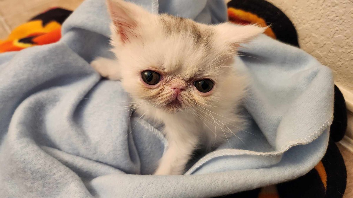 My friends <a href="/spicydonut/">spicydonut</a> and <a href="/SprinkleBat/">Kristeen Parmeter</a> got a new kitten and OMG how is this guy not a Jim Henson puppet?!?! 😍💞
