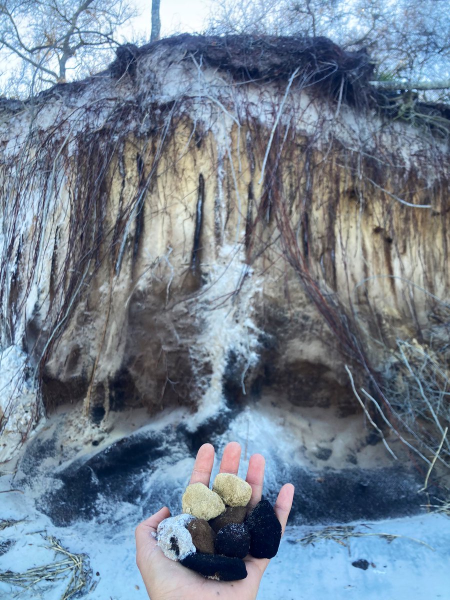 1NativeSoilNerd's tweet photo. Can’t decide which photo I like better… 

Beach soils in upper Florida 😍 https://t.co/XIiwjnO7XH