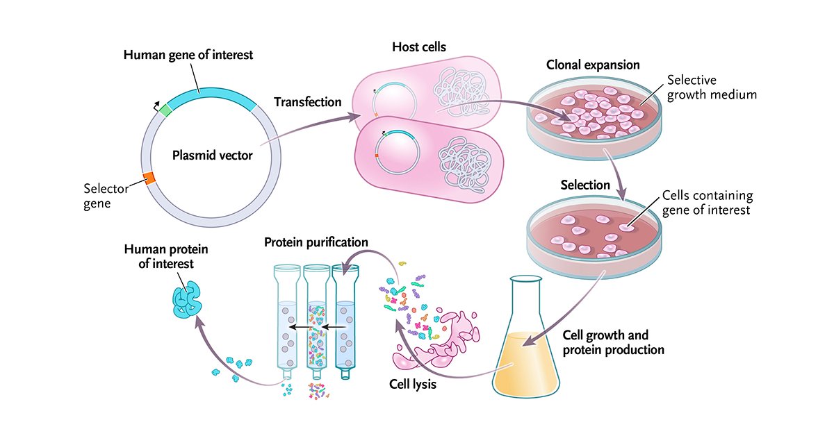 Recombinant human protein: A protein that is made with the aid of an expression vector containing a version of the gene encoding the desired protein. nej.md/4asAZ96