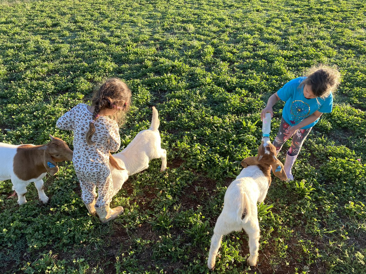 820mm of rainfall for #2023 - above average but a tail of 2 very wet periods &amp; very dry from April to October! The pic below is same paddock in Sept and Dec