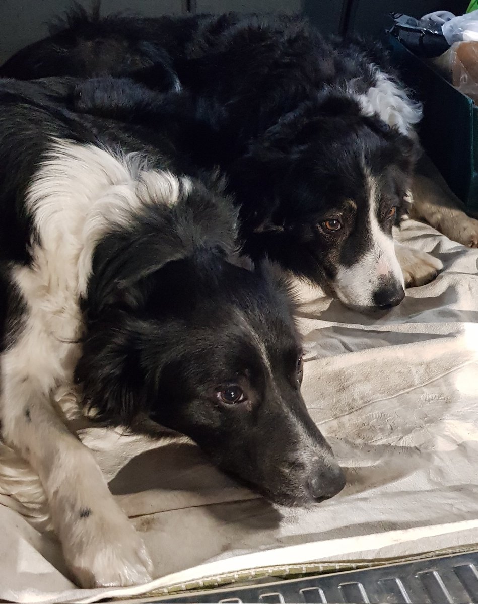 DebPiaz_16's tweet photo. #Hawai e #Indiana #bordercollie 🥰🥰 https://t.co/Po69Id8C1X