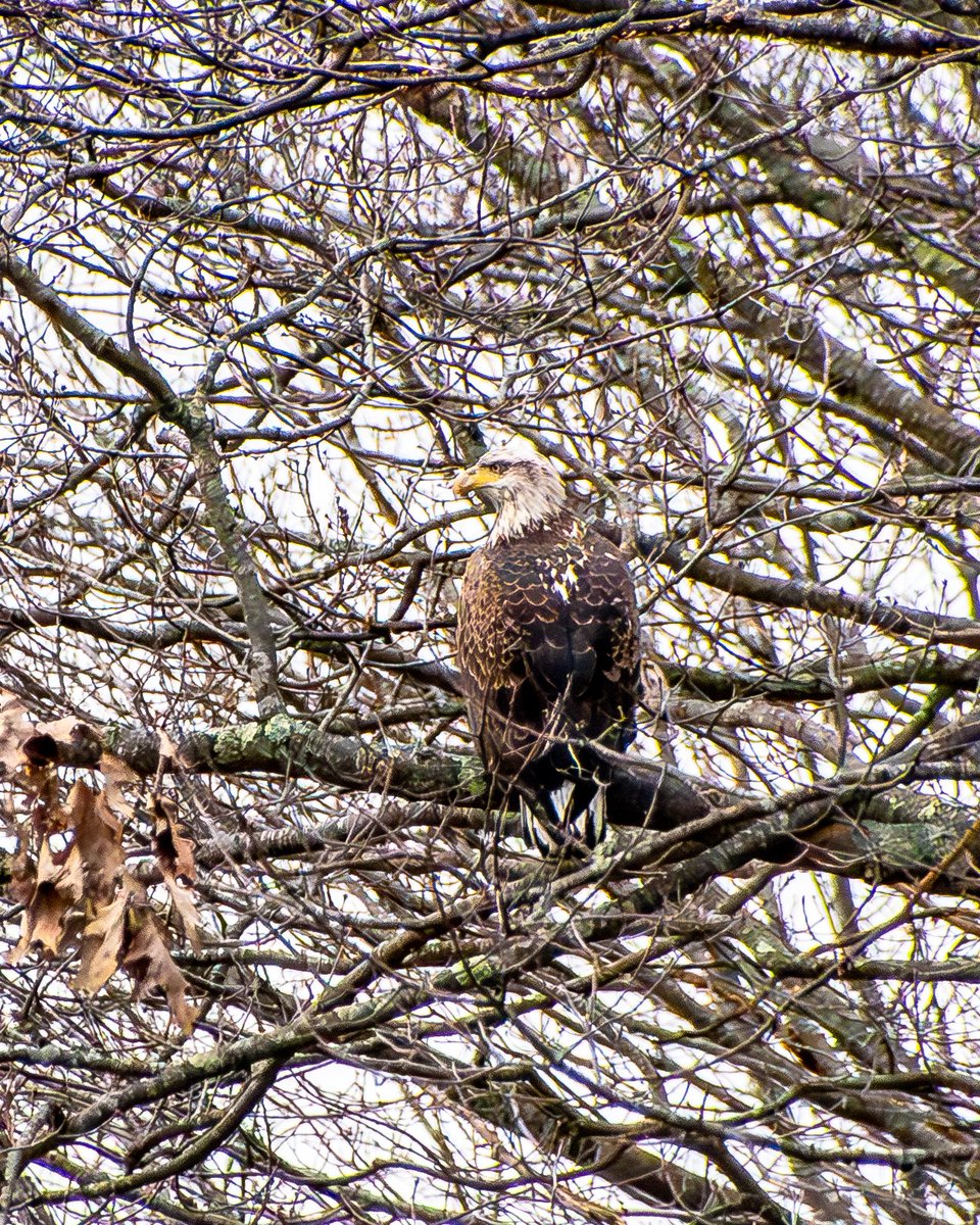 Juvenile Bald Eagle
#365photodgraphy2023, #potd2023, #photoaday, #everydayphotographer, #photooftheday, #pad2023-364, #eagle, #baldeagle, #juvenileeagle, #raptor, #birdofprey