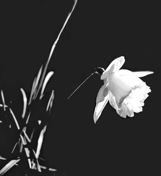 memento mori : öleceğini hatırla…

“öleceğini hatırlayan, hayatı unutmaz.”

memento vivere : yaşadığını hatırla…

“yaşadığını hatırlayan, ölümü unutmaz.”