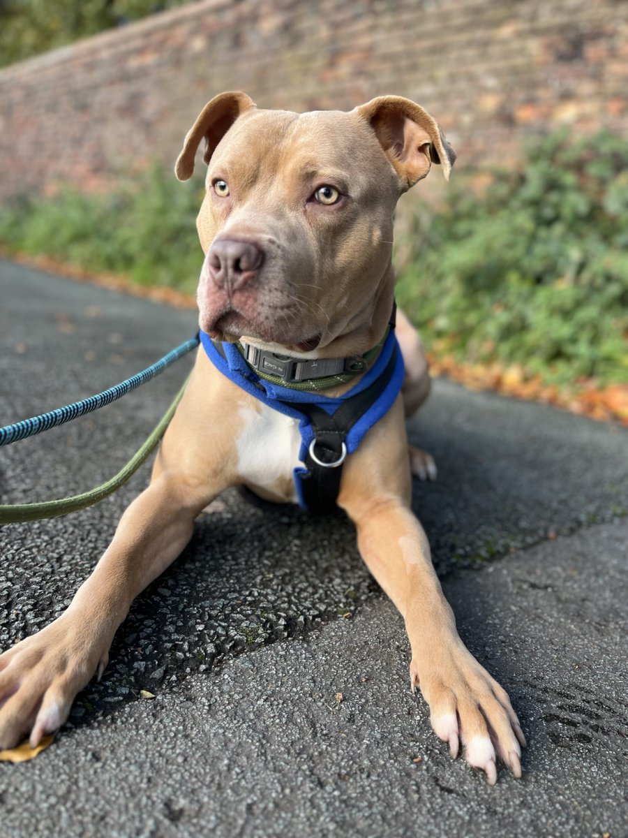 URGENT, PLEASE RETWEET TO HELP MOOSE FIND A HOME, HIS LAST DAY IS TOMORROW 31 DECEMBER #LIVERPOOL #UK  
Could you offer Moose, aged 1,  a child free, pet free home. You will need to be experienced and committed. Please just share, he deserves a chance🆘🆘🆘🆘🆘
DETAILS or APPLY👇