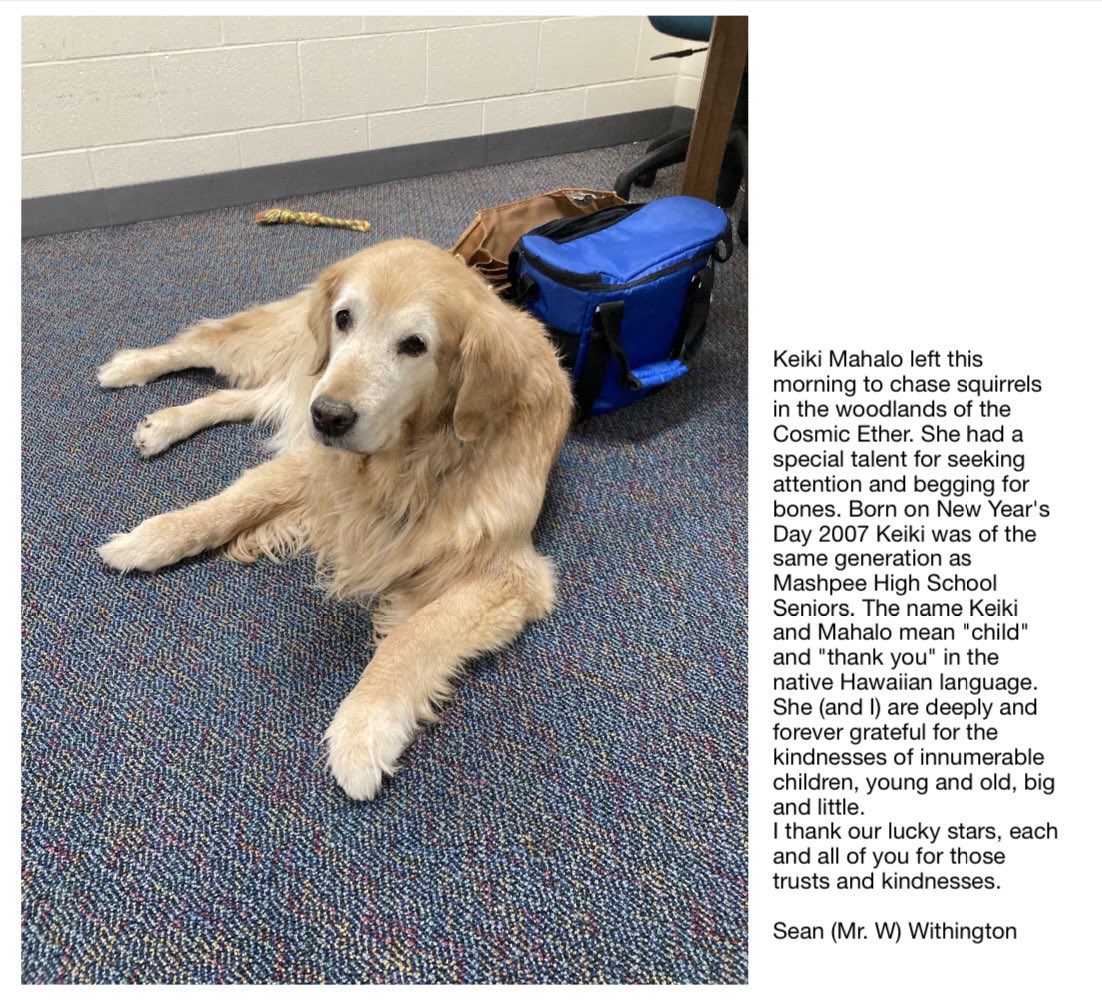 Many in our #Mashpee community had the wonderful opportunity to interact on a daily basis with Keiki, the Quashnet School’s long-term therapy dog who worked alongside her owner, adjustment counselor Sean Withington, until their retirement a few years ago.  Rest in peace, Keiki💔