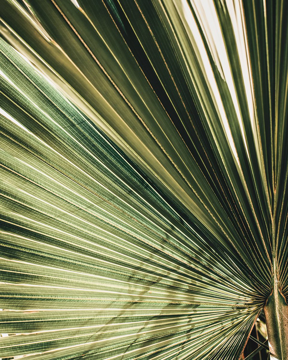 JUNGLE FRAGMENTS #3 
1/1 - Reserve price: 0.6 SOL

Get closer, observe the details around you with attention and curiosity. Are you ready to go into the "jungle" with me?

exchange.art/single/4HoDcXW…