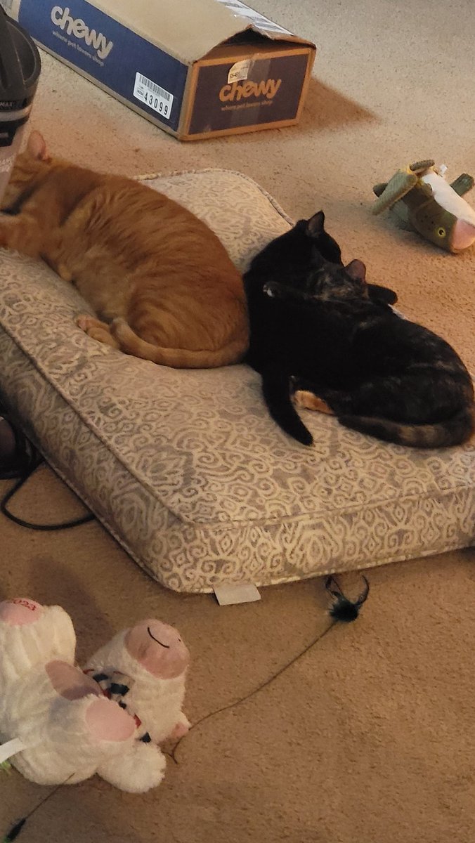 Hafatam1's tweet photo. The moment when all three cats get along for five seconds.
#ash #umbra #aurielle #thatsthedogsbed #sadpupssittinginthecorner #cuddlecats #stoppedplayfighting @KrimsonRogue https://t.co/5h54u4CKDQ